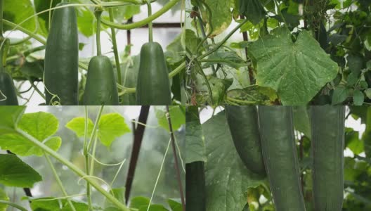 新鲜成熟的黄瓜在温室录像高清在线视频素材下载