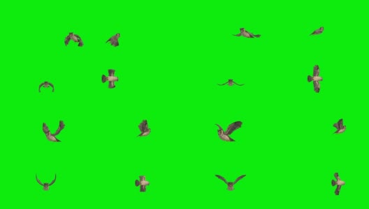猫头鹰起飞屏幕(可循环)高清在线视频素材下载