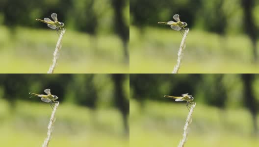 慢镜头:麦穗上的蜻蜓高清在线视频素材下载
