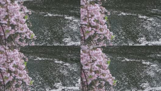樱花花瓣掉落高清在线视频素材下载