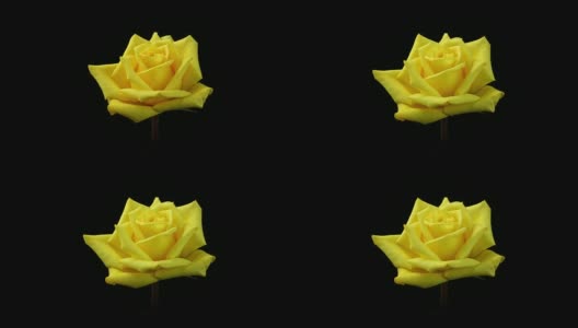 盛开的黄玫瑰4K高清在线视频素材下载