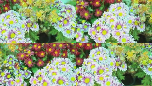 高清平移:花园中多色花朵。高清在线视频素材下载