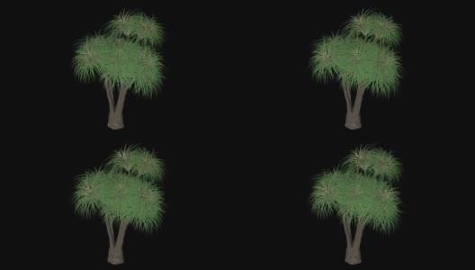 马尾辫棕榈树高清在线视频素材下载