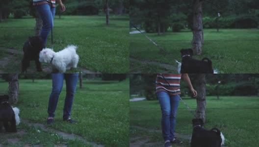 人和狗在公园里高清在线视频素材下载