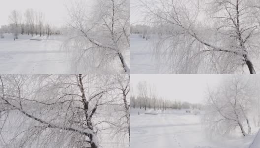 白桦枝头在雪和霜的对抗下高清在线视频素材下载