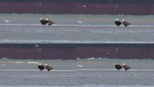 加拿大温哥华海滩上的秃鹰高清在线视频素材下载