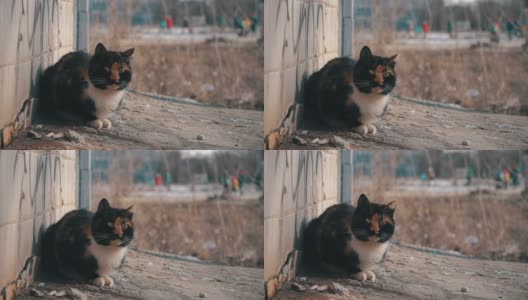 流浪的破旧猫坐在街上，在瓦片附近的房子慢莫高清在线视频素材下载