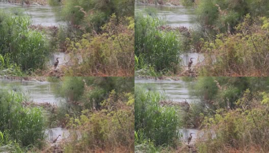 苏丹的尼罗河高清在线视频素材下载