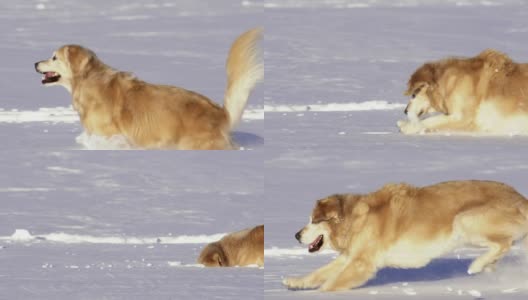 冬天，狗在雪地里奔跑和玩耍高清在线视频素材下载