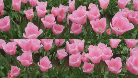 粉色郁金香在春天-摄影高清在线视频素材下载