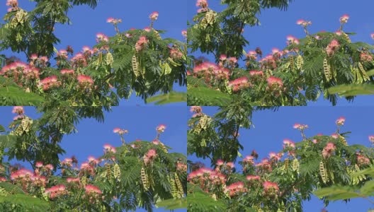 丝绸树;Albizia julibrissin高清在线视频素材下载