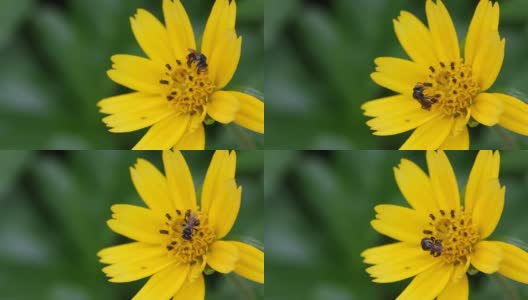 食蚜蝇在小黄花上高清在线视频素材下载