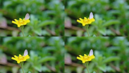 黑脉金斑蝶摄食花卉-录像高清在线视频素材下载
