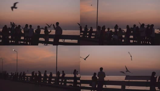 摇摄:日落时人们和海鸥的剪影高清在线视频素材下载