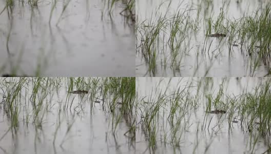稻田在雨季收割高清在线视频素材下载