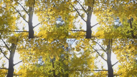 淘金:阳光下的银杏叶和树高清在线视频素材下载