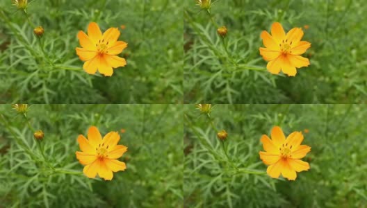 黄色的花，绿叶背景高清在线视频素材下载