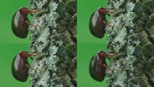 一只宏观的叶甲虫站在地衣上思考生命高清在线视频素材下载