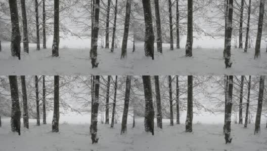 雪花静静地飘落在一片白茫茫的树林里，宁静的冬季景观4K高清在线视频素材下载