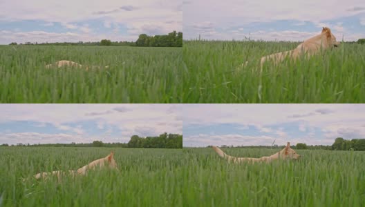 狗在青青的麦穗间奔跑高清在线视频素材下载
