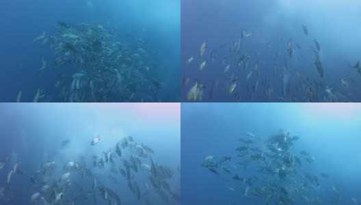 红鲷鱼的满月交配派对高清在线视频素材下载
