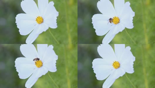 蜜蜂的昆虫高清在线视频素材下载