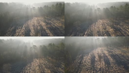 当阳光穿过树木时，无人机拍摄到树木繁茂的区域高清在线视频素材下载