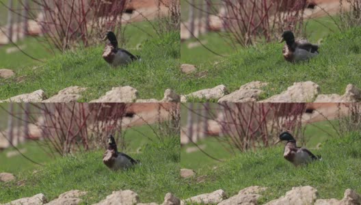 在一个阳光明媚的春日里，一只鸭子坐在国家公园石头旁的绿草地上高清在线视频素材下载