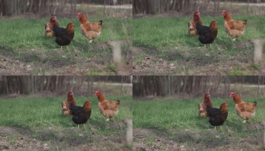 鸡站在绿色的草坪上高清在线视频素材下载