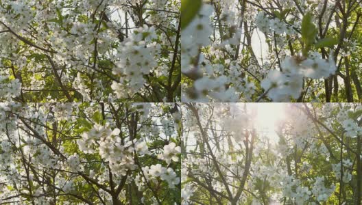HD STEADY:太阳背光的樱桃树开花高清在线视频素材下载