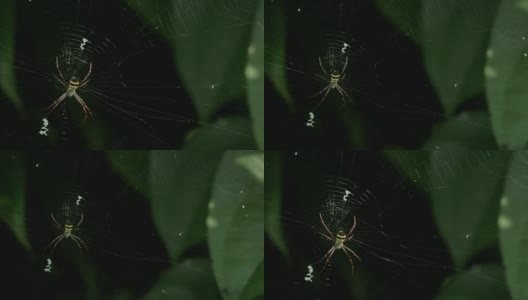 黄黑蜘蛛在她的蜘蛛网- Argiope bruennichi高清在线视频素材下载