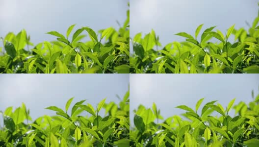 近距离观察绿茶的叶子高清在线视频素材下载