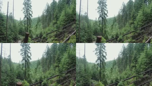 一架无人机在山林的树林间飞行。喀尔巴阡山脉。Gorgany。高清在线视频素材下载