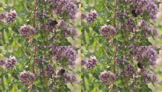在欧洲的一个草本花园中，黑色大黄蜂正在访问盛开的牛至叶并为其授粉高清在线视频素材下载
