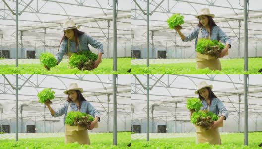 亚洲农妇拿着装满蔬菜沙拉的木箱在水培农场系统的温室。有机食品概念控制环境，照明，温度，水高清在线视频素材下载