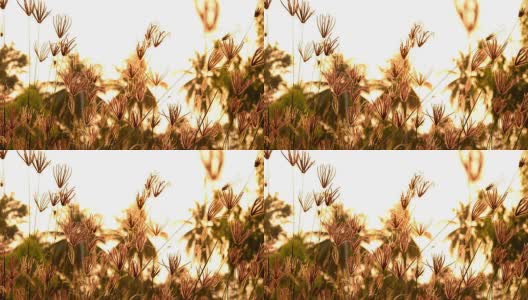 草地上野花的剪影高清在线视频素材下载