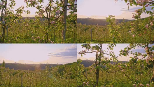 太阳升起时苹果树的果园高清在线视频素材下载