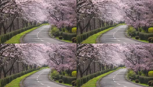 樱花拱门- 4k -高清在线视频素材下载