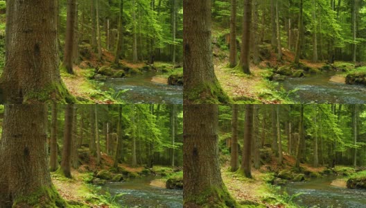 绿色森林中的小溪PAN (4K/UHD to HD)高清在线视频素材下载
