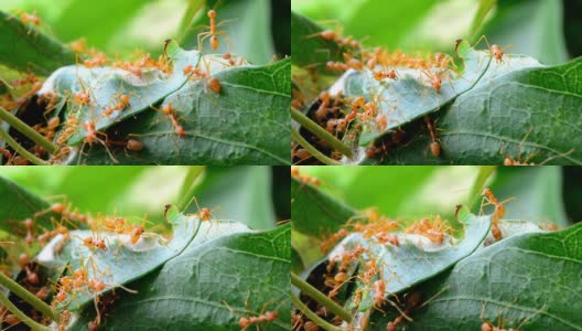 筑巢的红蚂蚁高清在线视频素材下载