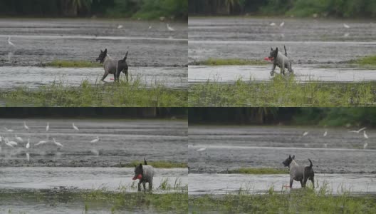泰国的狗玩。高清在线视频素材下载
