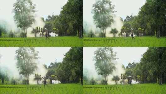 扛着秧苗在稻田里的农民高清在线视频素材下载