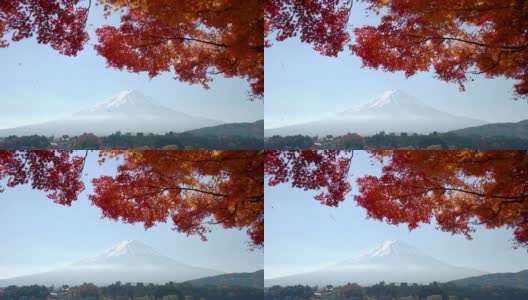 秋天富士山的红枫高清在线视频素材下载