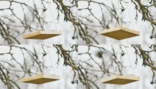 在冬天喂花园的鸟，大山雀吃挂着的喂鸟器里的葵花籽，储存的视频片段高清在线视频素材下载