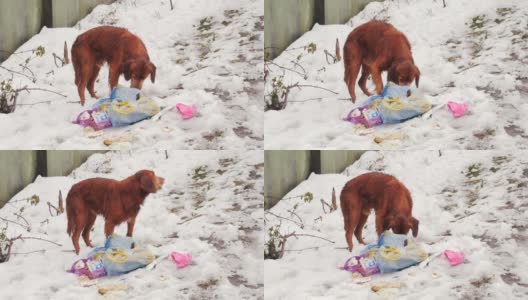饥饿的流浪狗吃垃圾。流浪狗在雪中挣扎求生。高清在线视频素材下载