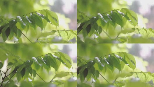夏雨落在绿叶上高清在线视频素材下载