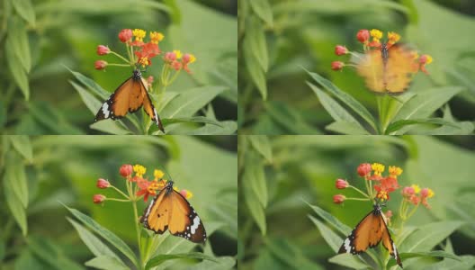 美丽的蝴蝶喝花蜜高清在线视频素材下载