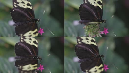 小蝴蝶高清1080p高清在线视频素材下载