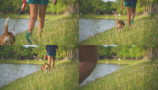 快乐的年轻女人和宠物狗在公园慢跑高清在线视频素材下载