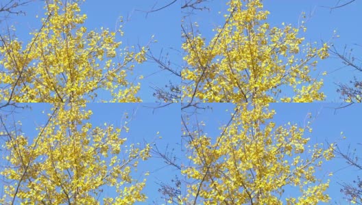日本东京昭和公园，五颜六色的黄色银杏叶与蓝天的树枝高清在线视频素材下载